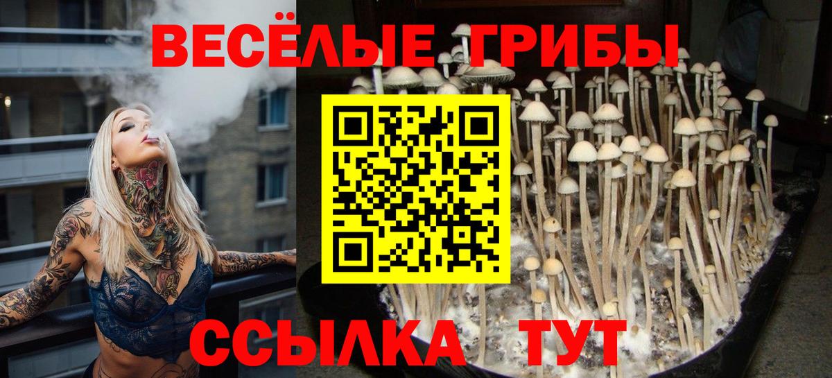 Галлюциногенные грибы Psilocybine cubensis Надым